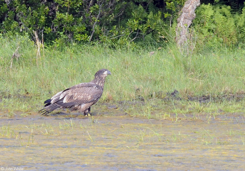 Bald Eagle (Haliaeetus leucocephalus); DISPLAY FULL IMAGE.