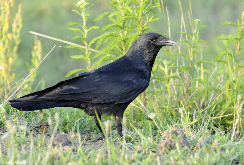 Fish Crow (Corvus ossifragus); DISPLAY FULL IMAGE.