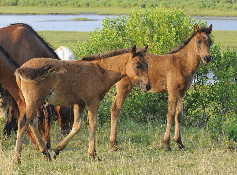Wild Assateague Island Pony (Equus caballus); DISPLAY FULL IMAGE.