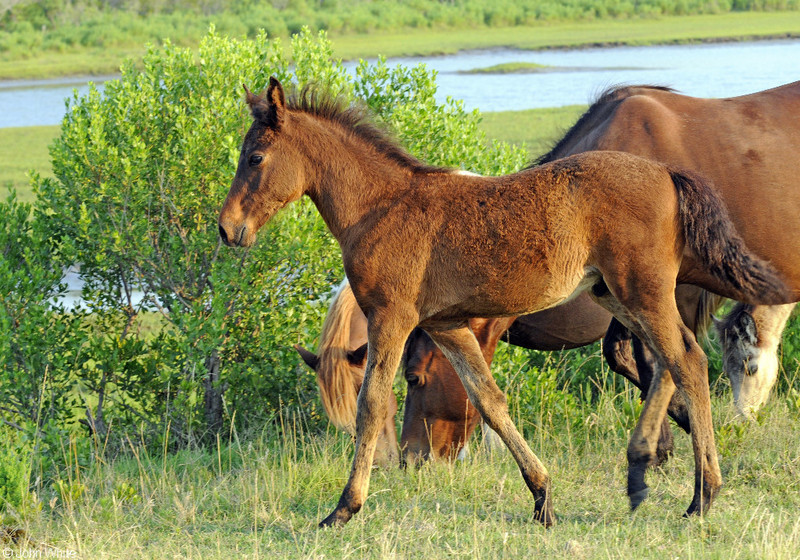 Wild Assateague Island Pony (Equus caballus); DISPLAY FULL IMAGE.