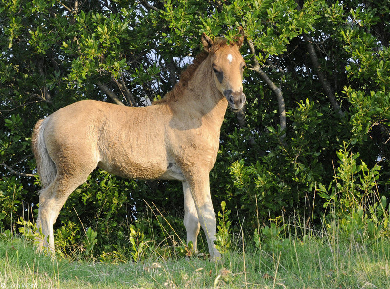 Wild Assateague Island Pony (Equus caballus); DISPLAY FULL IMAGE.