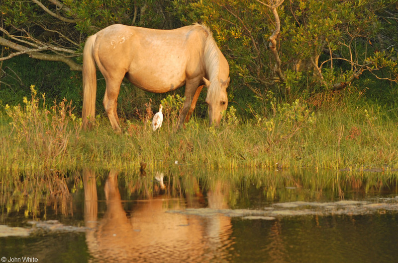 Wild Assateague Island Pony (Equus caballus); DISPLAY FULL IMAGE.