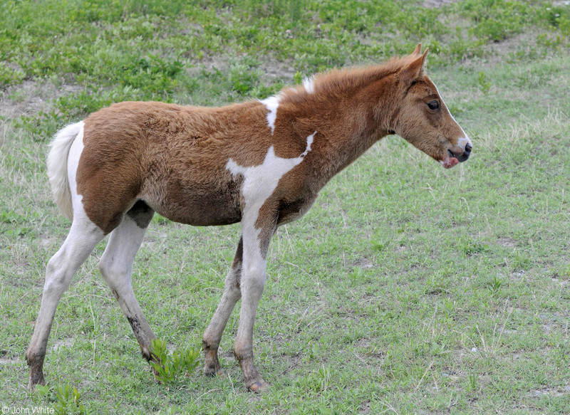 Wild Assateague Island Pony (Equus caballus); DISPLAY FULL IMAGE.