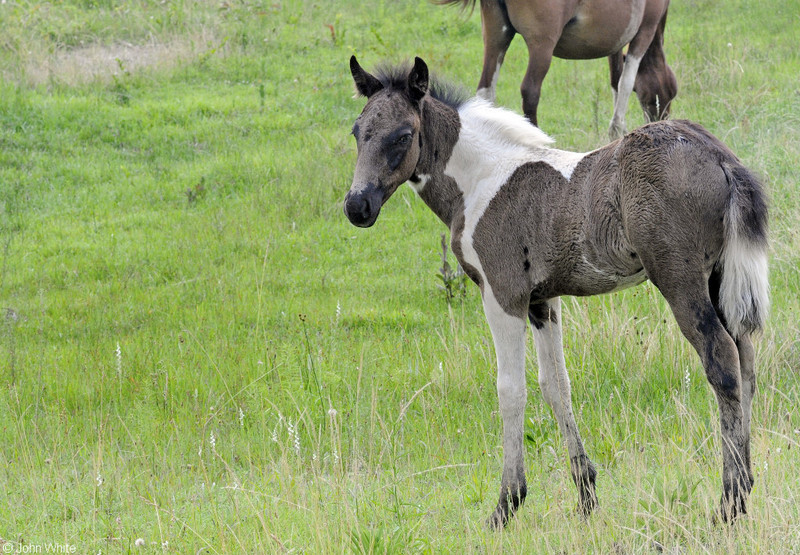 Wild Assateague Island Pony (Equus caballus); DISPLAY FULL IMAGE.