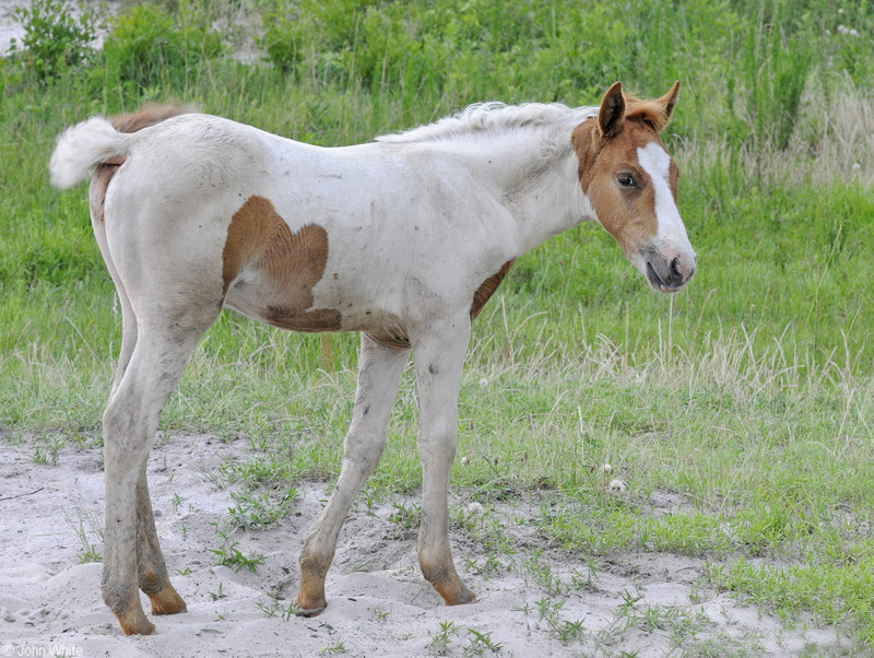 Wild Assateague Island Pony (Equus caballus); DISPLAY FULL IMAGE.