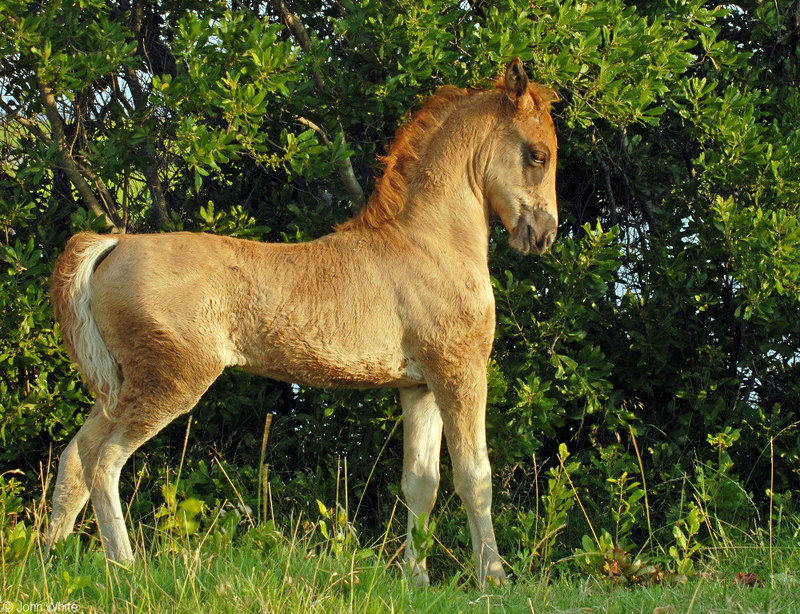 Wild Assateague Island Pony (Equus caballus); DISPLAY FULL IMAGE.