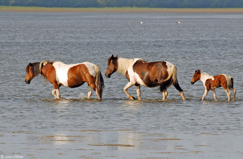Wild Assateague Island Pony (Equus caballus); DISPLAY FULL IMAGE.