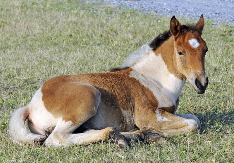 Wild Assateague Island Pony (Equus caballus); DISPLAY FULL IMAGE.