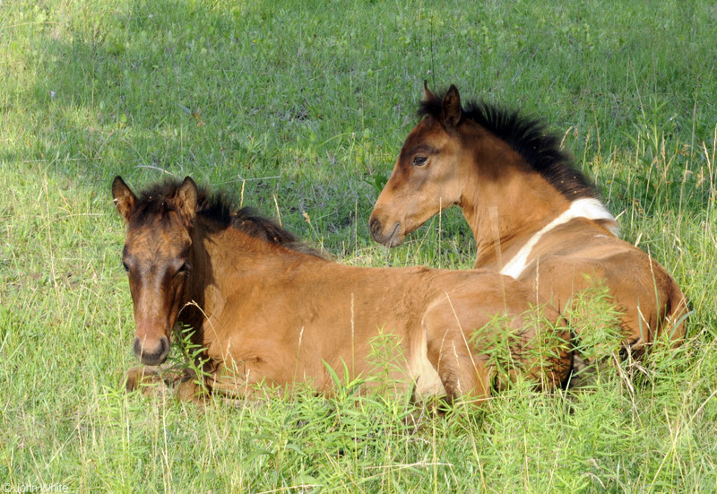 Wild Assateague Island Pony (Equus caballus); DISPLAY FULL IMAGE.