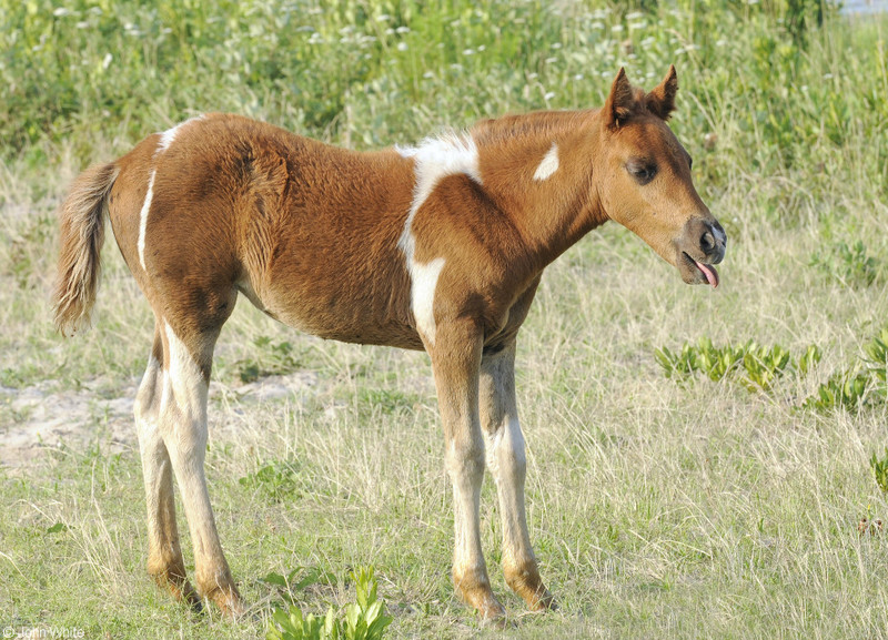 Wild Assateague Island Pony (Equus caballus); DISPLAY FULL IMAGE.