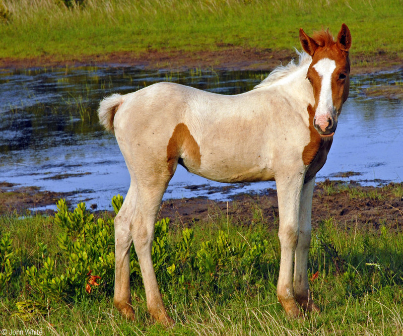 Wild Assateague Island Pony (Equus caballus); DISPLAY FULL IMAGE.