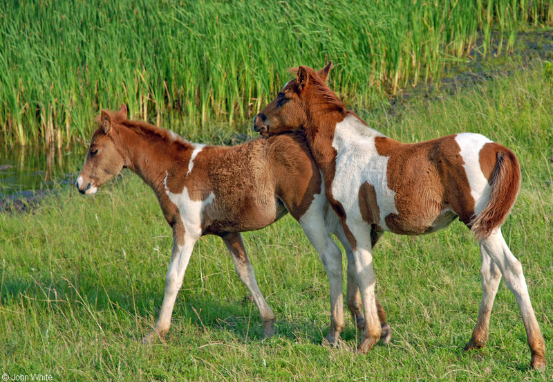 Wild Assateague Island Pony (Equus caballus); DISPLAY FULL IMAGE.