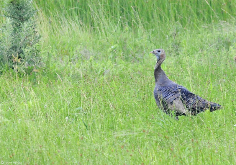Wild Turkey (Meleagris gallopavo); DISPLAY FULL IMAGE.