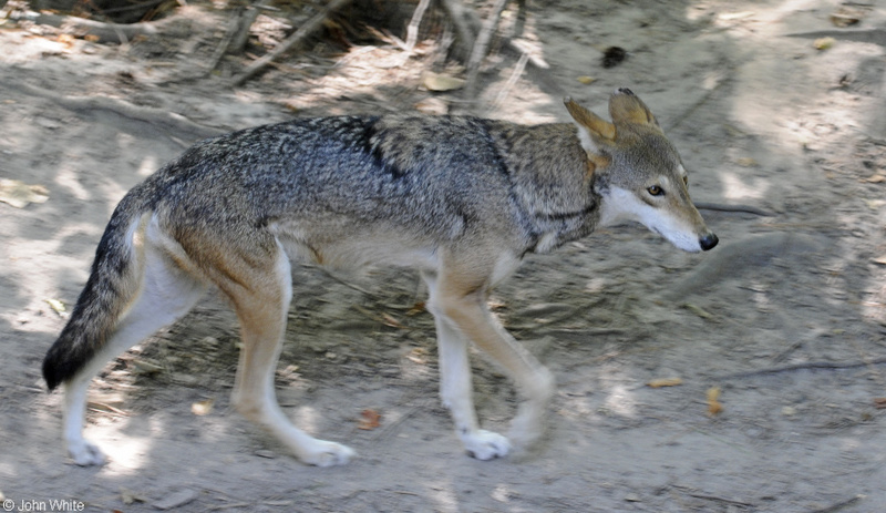 Red Wolf (Canis rufus); DISPLAY FULL IMAGE.