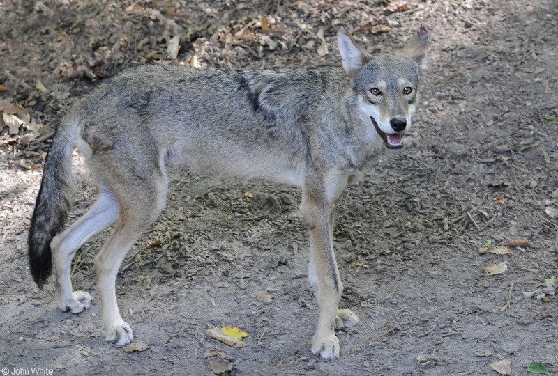 Red Wolf (Canis rufus); DISPLAY FULL IMAGE.