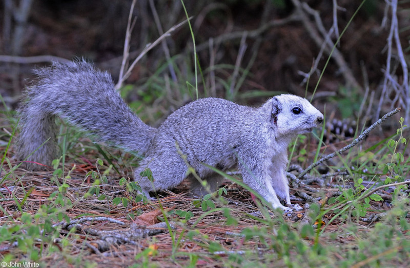 Delmarva Peninsula Fox Squirrel (Sciurus niger cinereus); DISPLAY FULL IMAGE.
