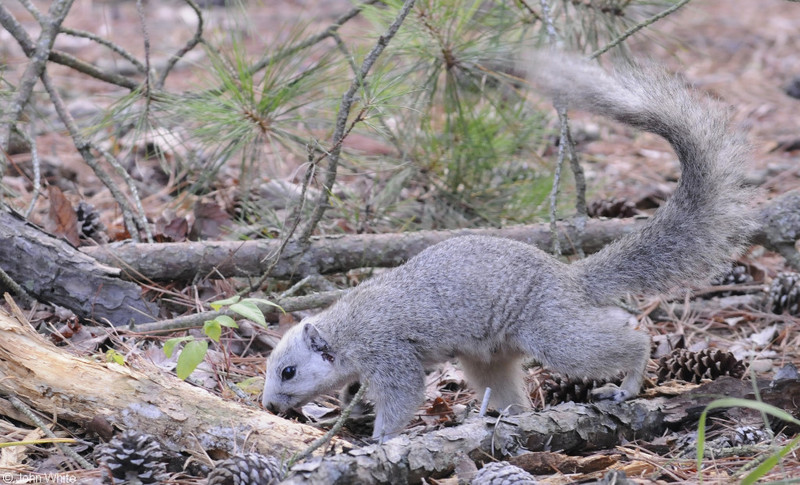 Delmarva Peninsula Fox Squirrel (Sciurus niger cinereus); DISPLAY FULL IMAGE.