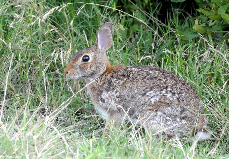 Eastern Cottontail (Sylvilagus floridanus mallurus); DISPLAY FULL IMAGE.