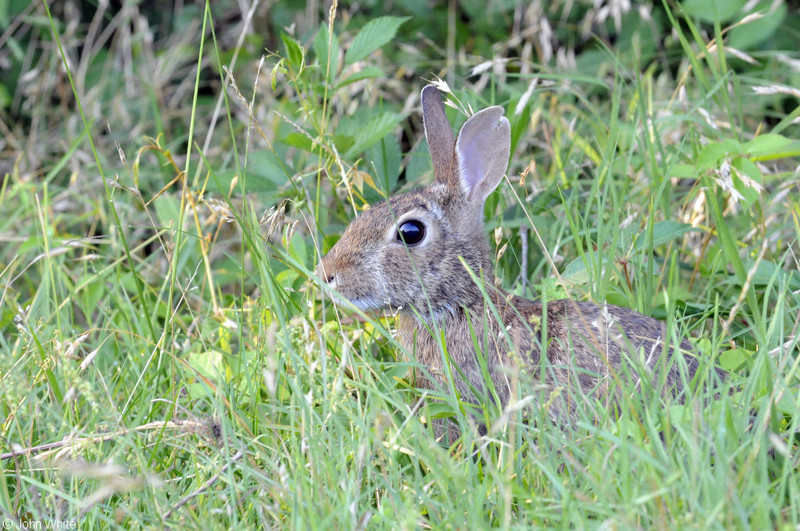 Eastern Cottontail (Sylvilagus floridanus mallurus); DISPLAY FULL IMAGE.