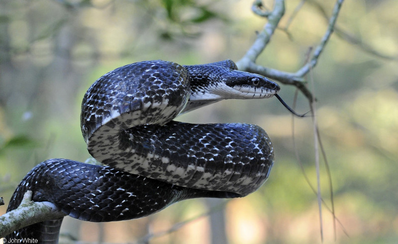 Eastern Ratsnake (Pantherophis alleghaniensis); DISPLAY FULL IMAGE.