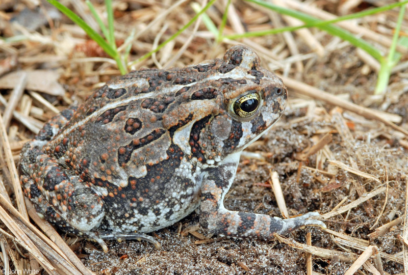 Fowler's Toad (Anaxyrus fowleri); DISPLAY FULL IMAGE.