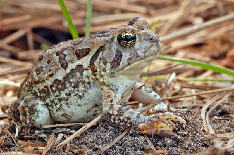 Fowler's Toad (Anaxyrus fowleri); DISPLAY FULL IMAGE.