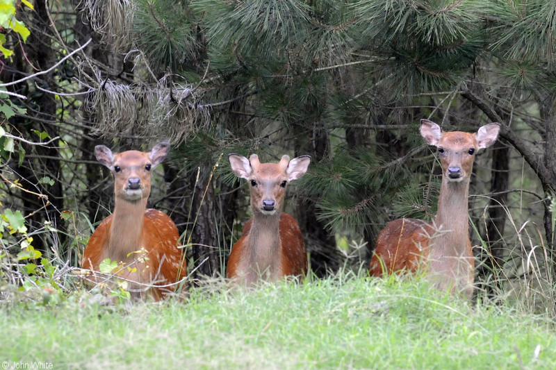 Sika Deer (Cervus nippon); DISPLAY FULL IMAGE.