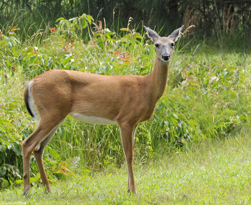White-tailed Deer (Odocoileus virginianus); DISPLAY FULL IMAGE.