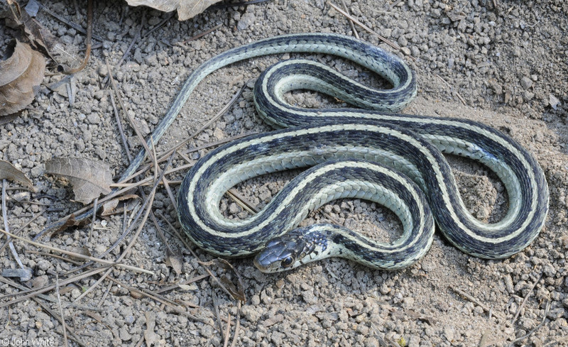 Eastern Gartersnake (Thamnophis sirtalis sirtalis); DISPLAY FULL IMAGE.