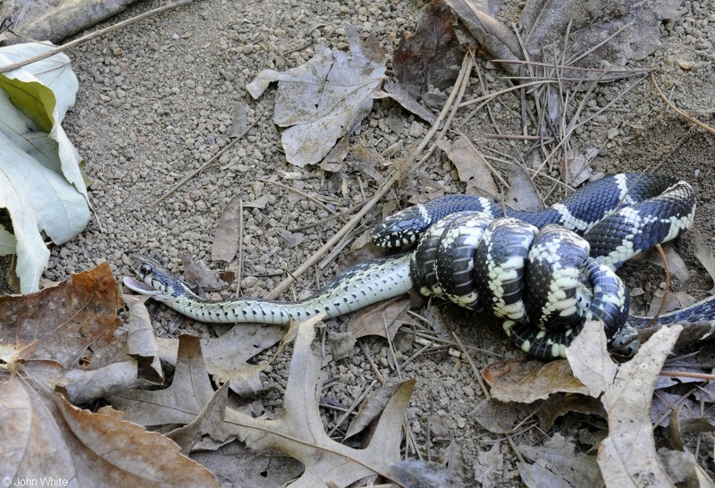 Eastern Kingsnake  (Lampropeltis getula getula); DISPLAY FULL IMAGE.