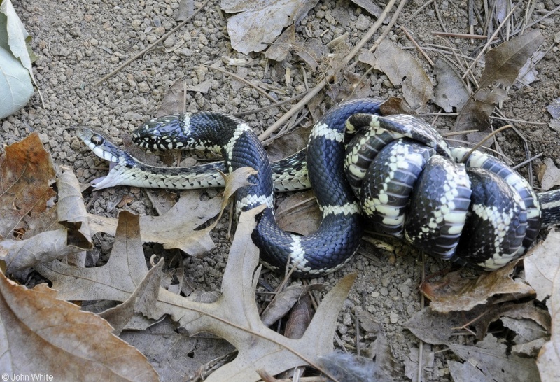 Eastern Kingsnake  (Lampropeltis getula getula); DISPLAY FULL IMAGE.