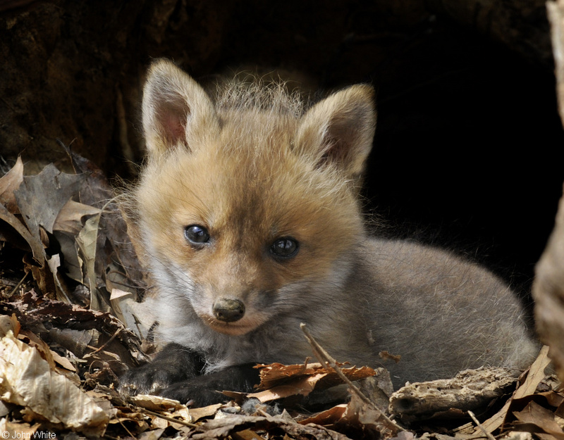Red Fox (Vulpes vulpes); DISPLAY FULL IMAGE.
