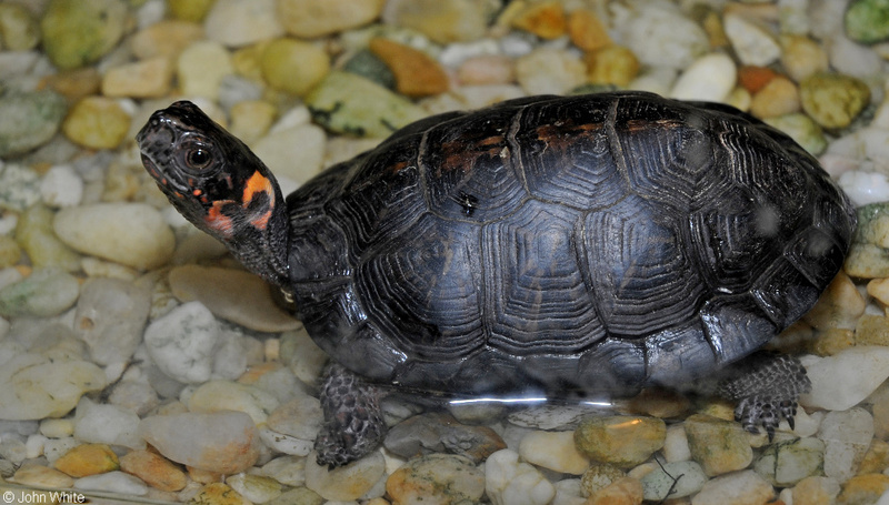 Bog Turtle (Clemmys muhlenbergii); DISPLAY FULL IMAGE.