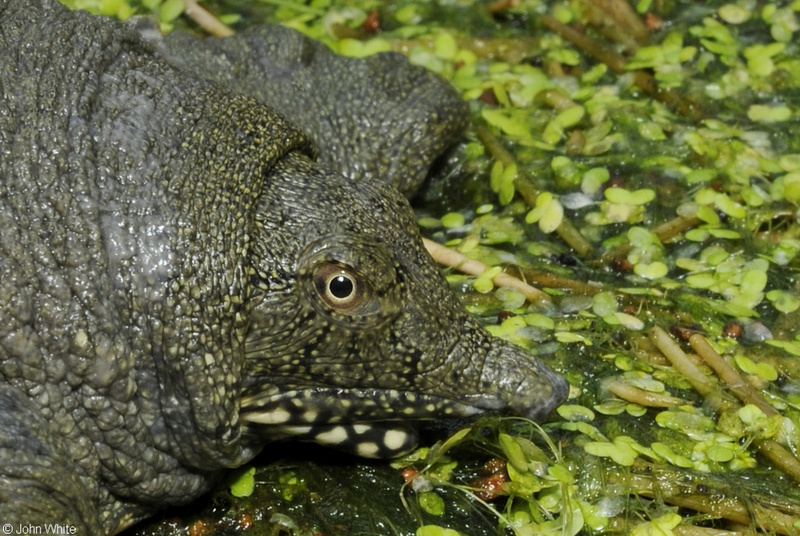 Chinese Soft Shelled Turtle (Pelodiscus sinensis); DISPLAY FULL IMAGE.