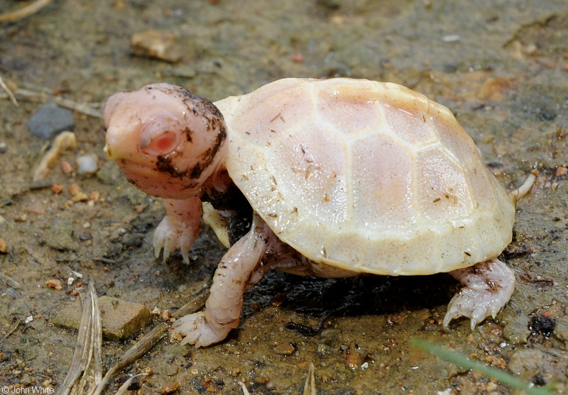 Eastern Box Turtle (Terrapene carolina carolina) - albino; DISPLAY FULL IMAGE.