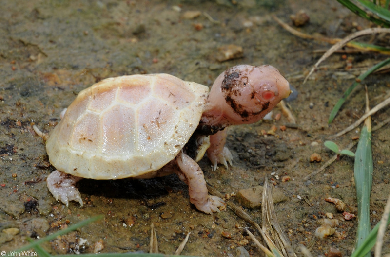 Eastern Box Turtle (Terrapene carolina carolina) - albino; DISPLAY FULL IMAGE.