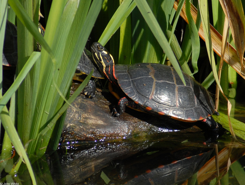 Eastern Painted Turtle (Chrysemys picta picta); DISPLAY FULL IMAGE.