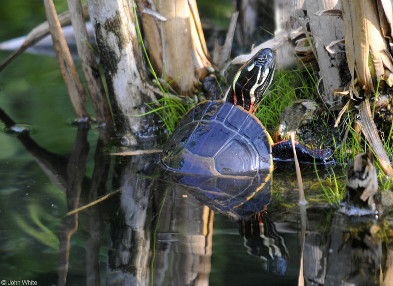 Eastern Painted Turtle (Chrysemys picta picta); DISPLAY FULL IMAGE.
