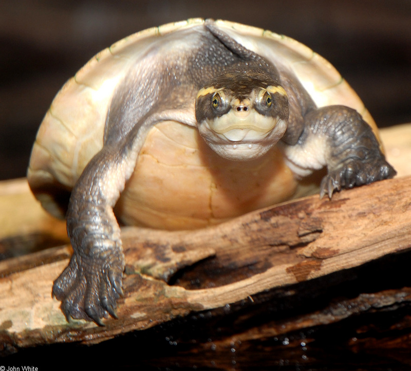 Northern Yellow-faced Turtle (Emydura tanybaraga); DISPLAY FULL IMAGE.