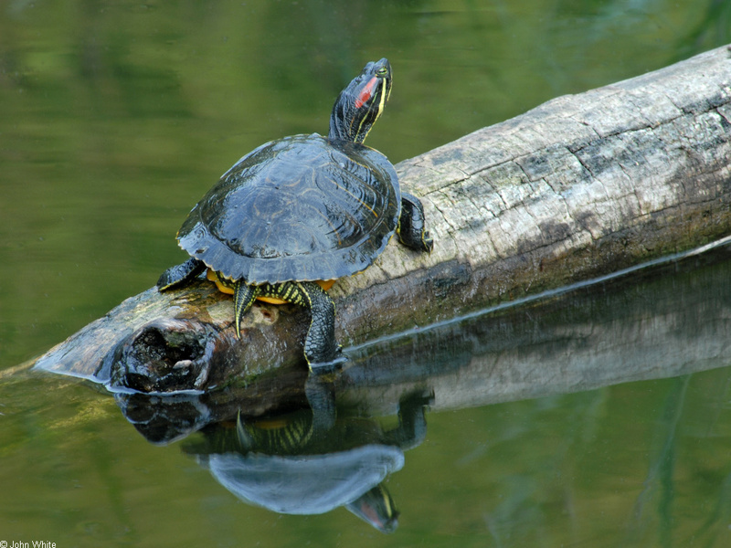 Red-eared Slider (Trachemys scripta elegans); DISPLAY FULL IMAGE.