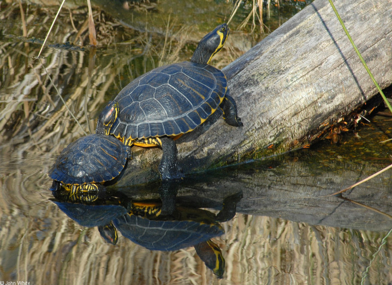 Sliders (Trachemys scripta ssp.); DISPLAY FULL IMAGE.