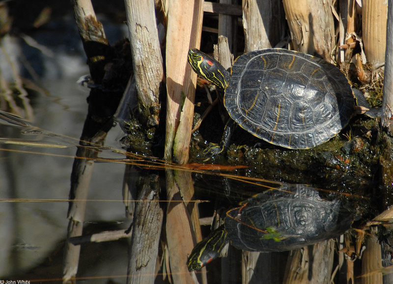 Yellow-bellied Slider (Trachemys scripta scripta) x Red-eared Slider (Trachemys scripta elegans); DISPLAY FULL IMAGE.