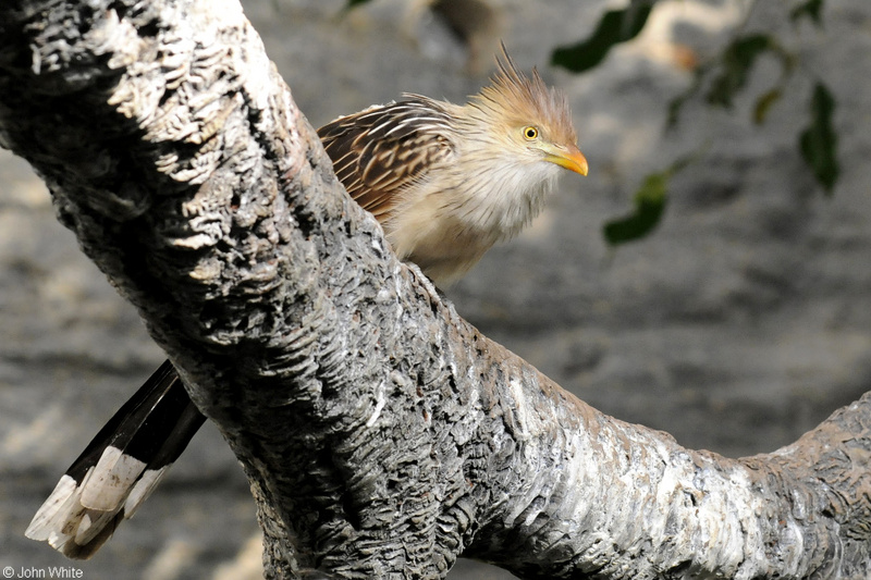 Guira Cuckoo (Guira guira); DISPLAY FULL IMAGE.