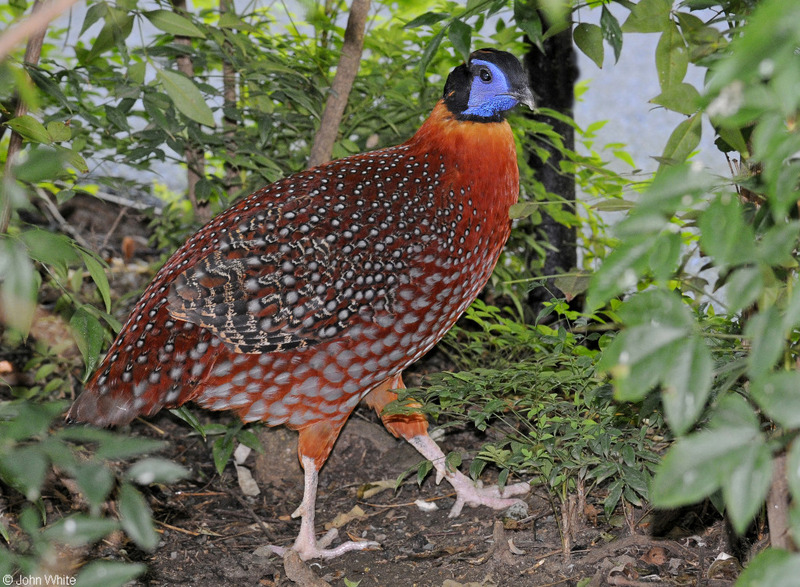 Temminck's Tragopan (Tragopan temminckii); DISPLAY FULL IMAGE.