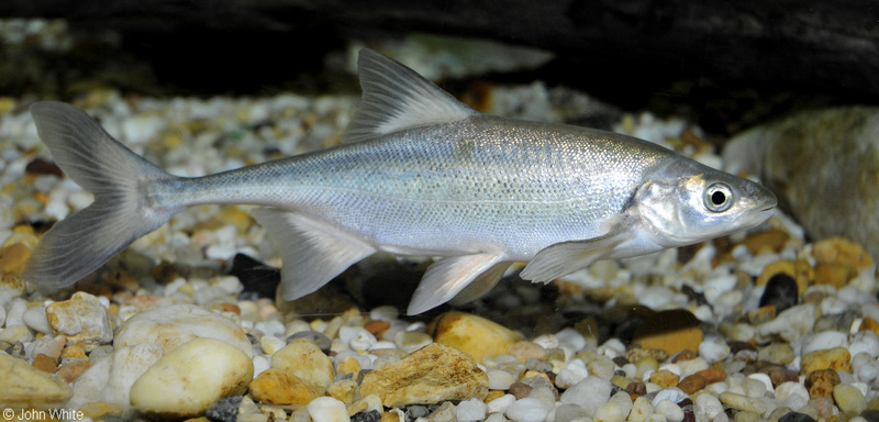 Bonytail (Gila elegans); DISPLAY FULL IMAGE.