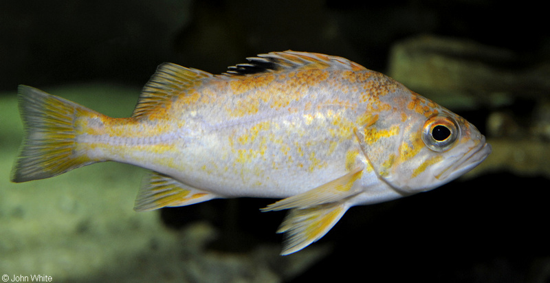 Canary Rockfish (Sebastes pinniger); DISPLAY FULL IMAGE.
