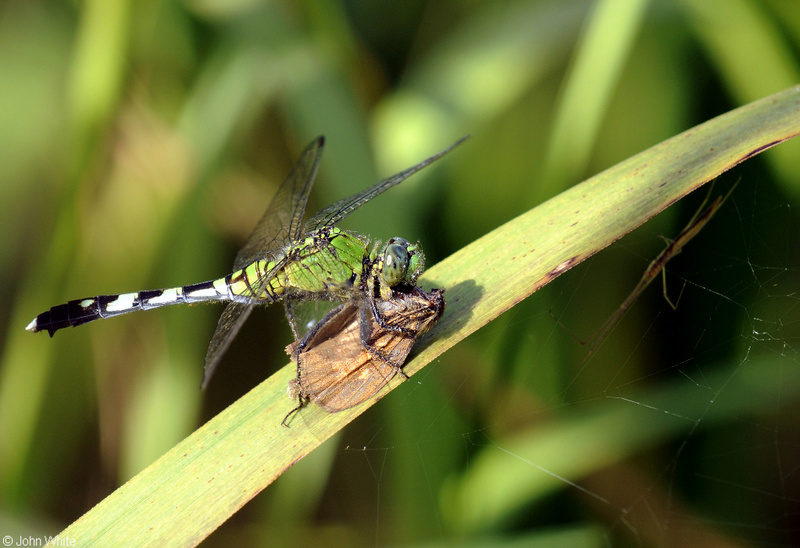 Common Green Darner (Anax junius); DISPLAY FULL IMAGE.
