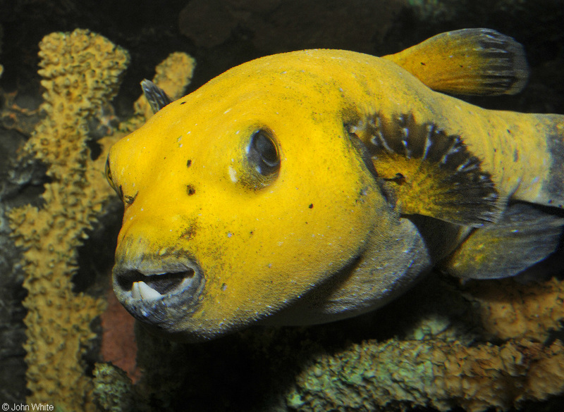 Guineafowl Puffer  (Arothron meleagris); DISPLAY FULL IMAGE.