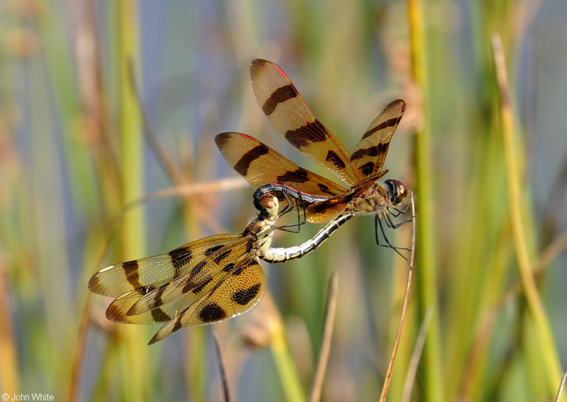 Halloween Pennant (Celithemis eponina); DISPLAY FULL IMAGE.