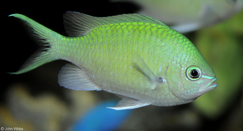 Blue Green Chromis (Chromis viridis); DISPLAY FULL IMAGE.